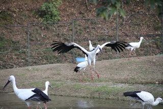 コウノトリ公園.jpg